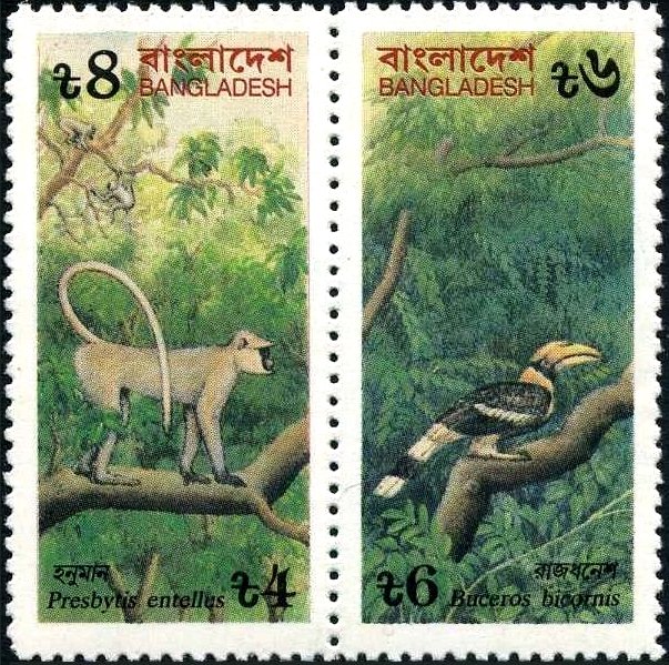 Hanuman Langur, Great Hornbill