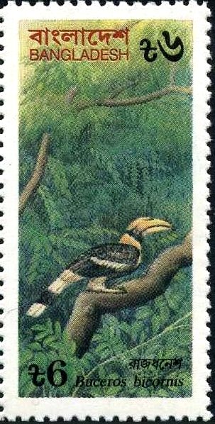 Great Hornbill (Buceros bicornis)