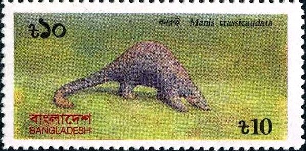 Indian Pangolin (Manis crassicaudata)