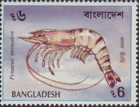 Giant Tiger Prawn (Penaeus monodon)