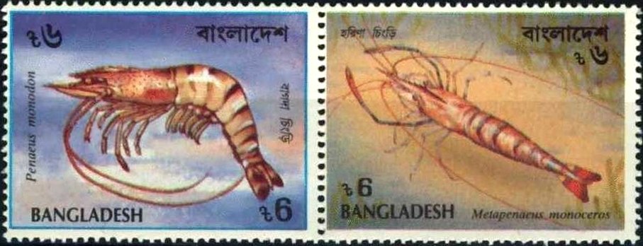 Giant Tiger Prawn, Brown Shrimp