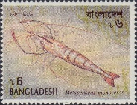 Brown Shrimp (Metapenaeus monoceros)