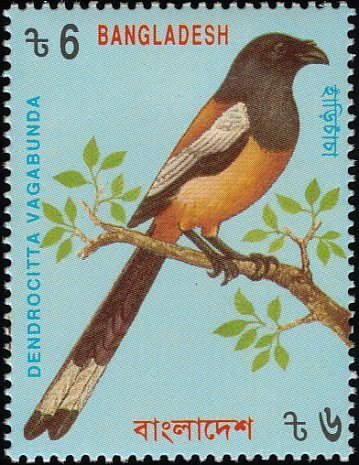 Rufous Treepie (Dendrocitta vagabunda)