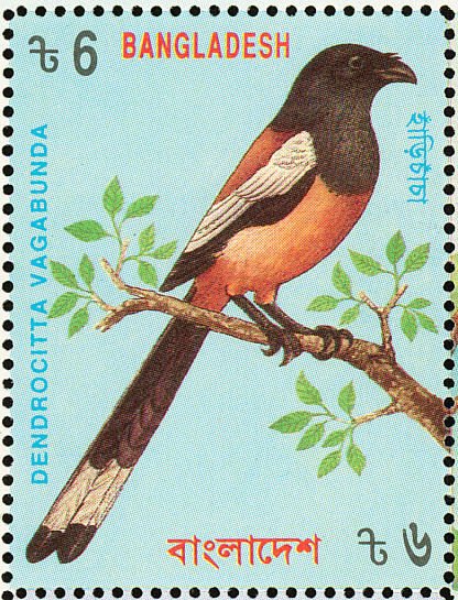 Rufous Treepie (Dendrocitta vagabunda)