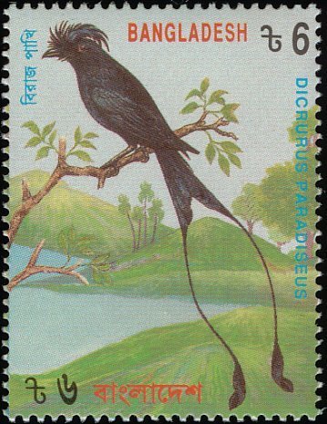 Greater Racket-tailed Drongo (Dicrurus paradiseus)