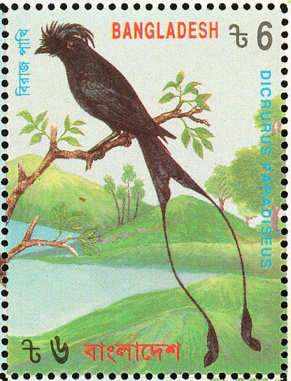 Greater Racket-tailed Drongo (Dicrurus paradiseus)