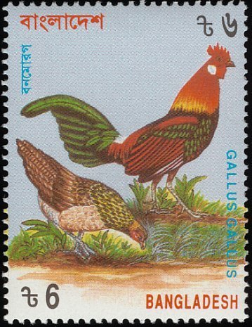 Red Junglefowl (Gallus gallus)