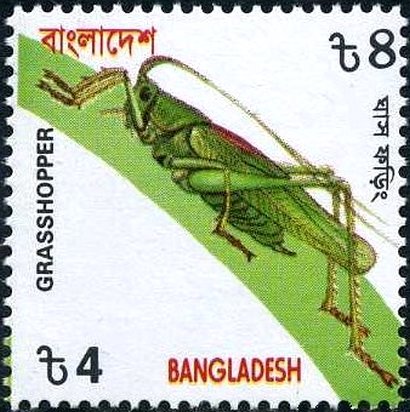 Grasshopper