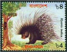 Indian Crested Porcupine (Hystrix indica)