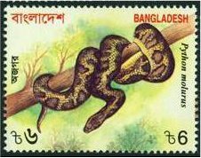 Asiatic Rock Phyton (Python molurus)