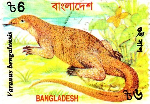 Bengal Monitor (Varanus bengalensis)
