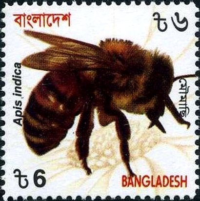 Eastern Honeybee (Apis cerana indica)