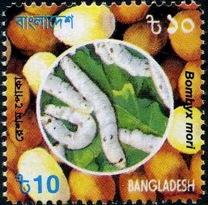 Silkworm (Bombyx mori)