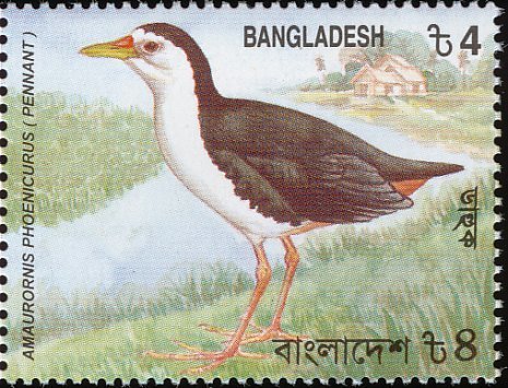 White-breastes Waterhen (Amaurornis phoenicurus)