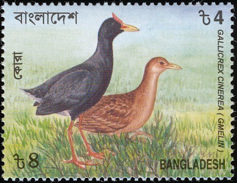 Watercock (Gallicrex cinerea)