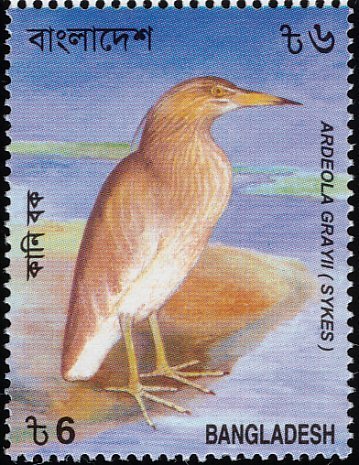 Indian Pond Heron (Ardeola grayii)