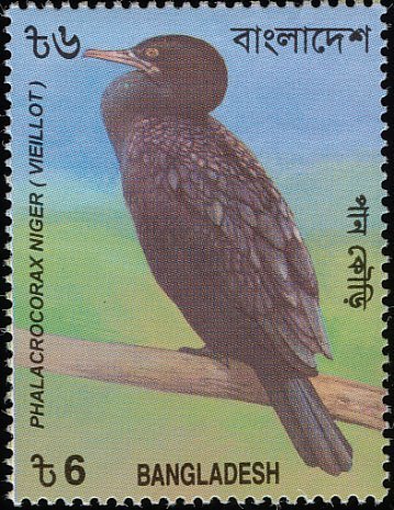 Javanese Cormorant (Phalacrocorax niger)