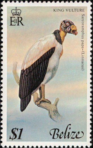 King Vulture (Sarcorhamphus papa)