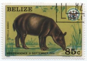 Baird's Tapir
