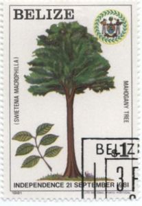 Mahogany Tree