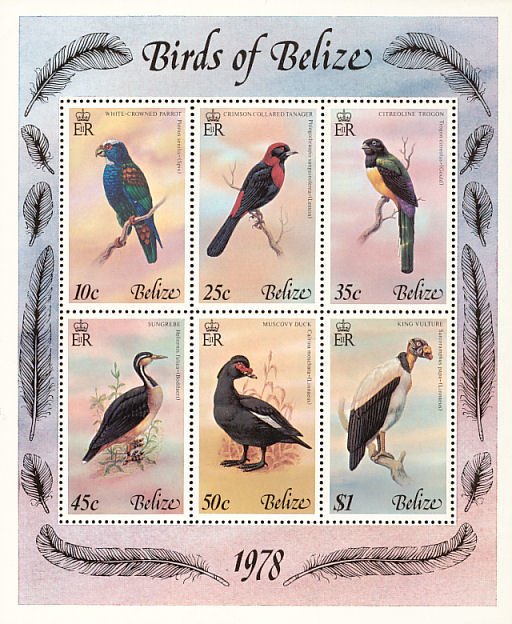 Several birds