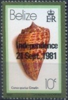 West Indian Alphabet Cone (Conus spurius)