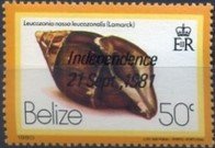 (Leucozonia nassa leucozonalis)