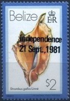 Stamp, (Strombus gallus), Belize,  , Shells