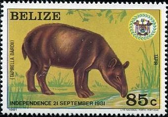 Central American Tapir (Tapirella bairdii) 