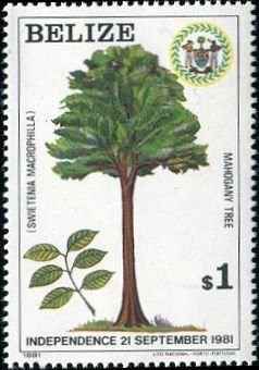 West Indian Mahogany
