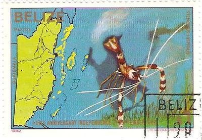 Banded Coral Shrimp (Stenopus hispidus)