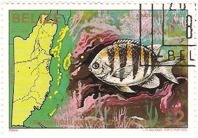 Stamp, Sergeant Major (Abudefduf saxitilis), Belize,  