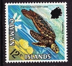 Hawksbill Turtle