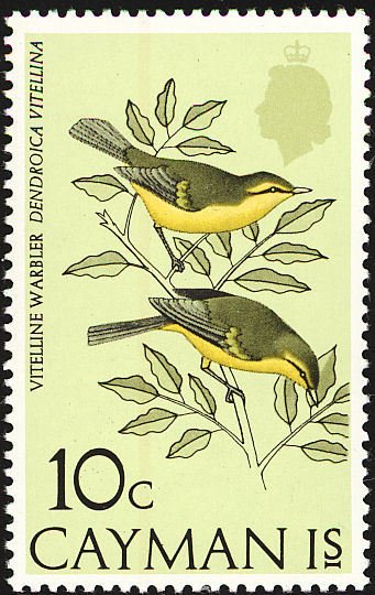 Vitelline Warbler (Dendroica vitellina) 