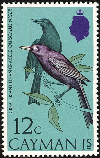 Greater Antillean Grackle (Quiscalus niger)