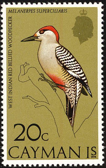 West Indian Woodpecker (Melanerpes superciliaris) 