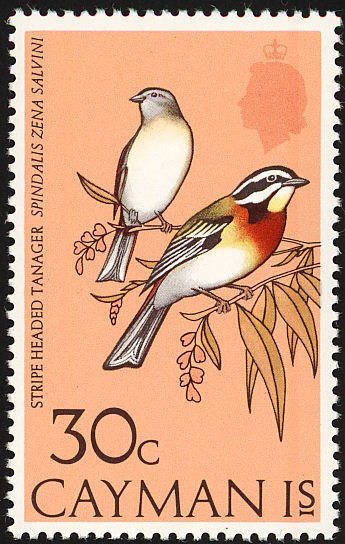 Western Spindalis (Spindalis zena ssp. salvini)