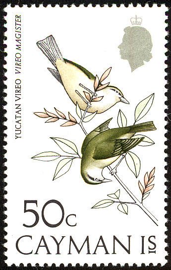 Yucatan Vireo (Vireo magister)