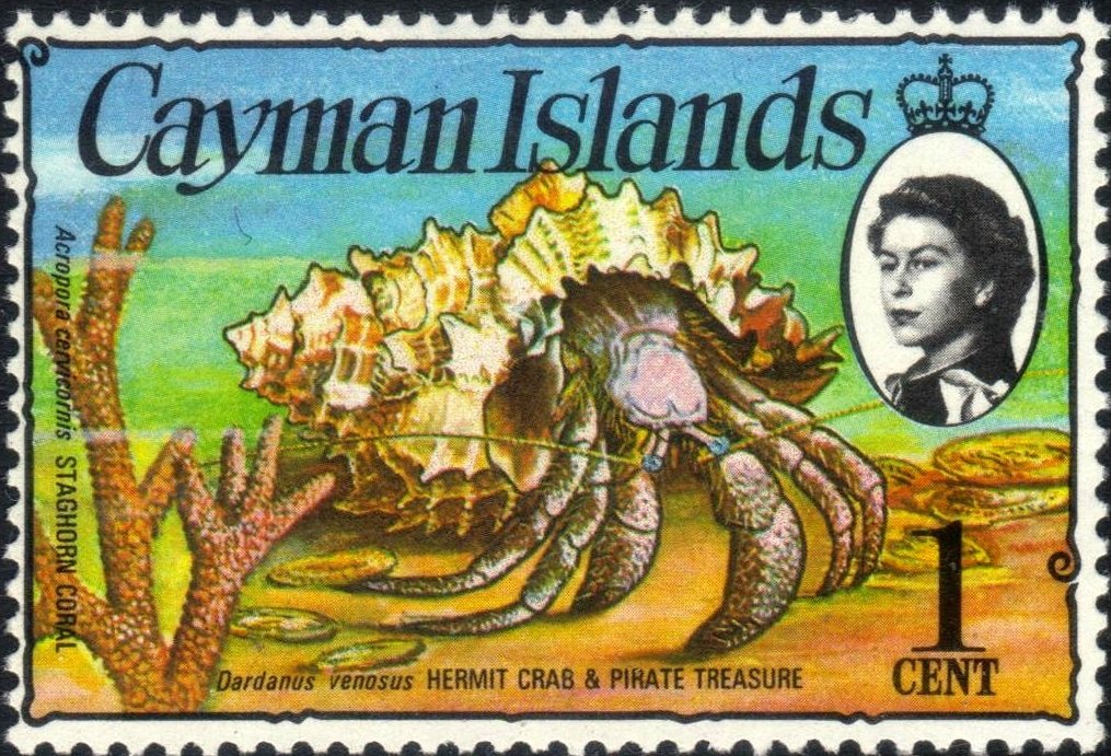 Stareyed Hermit Crab (Dardanus venosus), Staghorn Coral (Acr