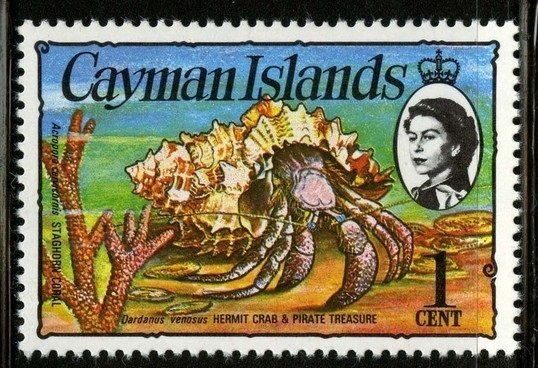 Stareyed Hermit Crab (Dardanus venosus), Staghorn Coral (Acr