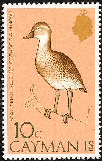 West Indian Whistling Duck (Dendrocygna arborea)