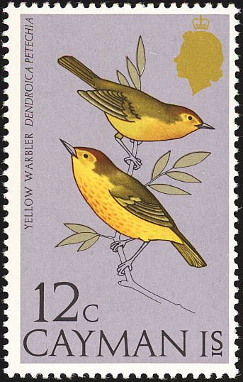 American Yellow Warbler (Dendroica petechia)