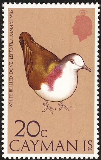 Caribbean Dove (Leptotila jamaicensis)