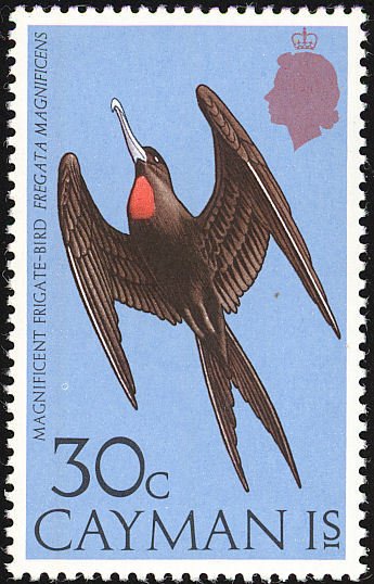 Magnificent Frigatebird (Fregata magnificens)