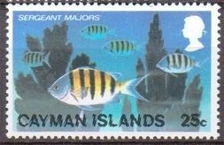 Sergeant Major (Abudefduf saxatilis)