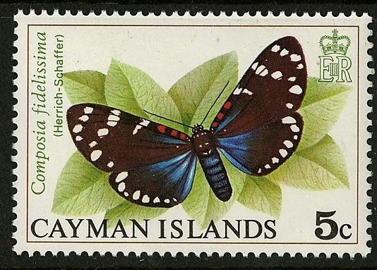Uncle Sam Moth (Composia fidelissima)