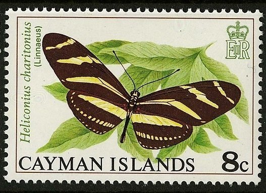 Zebra Longwing Butterfly (Heliconius charitonius)