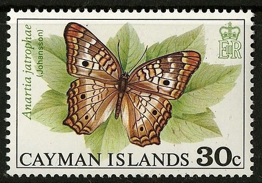 White Peacock (Anartia jatrophae)