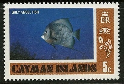 Gray Angelfish (Pomacanthus arcuatus)