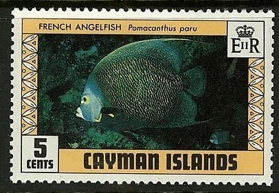 French Angelfish (Pomacanthus paru)